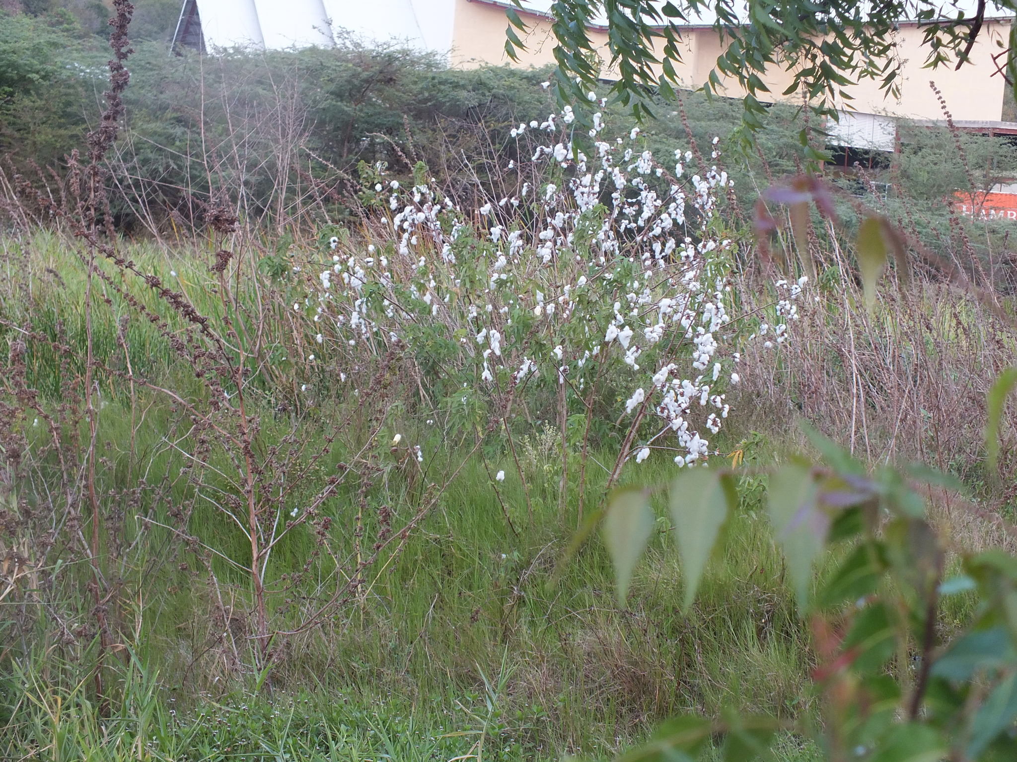 Gossypium hirsutum